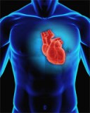 Inima si vasele sanguine se pot imbolnavi, ca orice alt organ. De aceea, trebuie sa stim cum sa preintampinam acest lucru. Intre bolile inimii si ale vaselor sanguine, mai frecvente, mentionam, cardita reumatismala, infarctul miocardic, arterioscleroza si hipertensiunea.